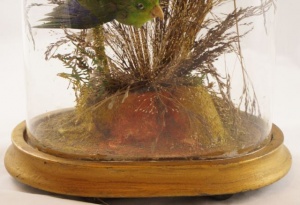 French Antique Victorian Glass Dome Displaying Taxidermy Birds