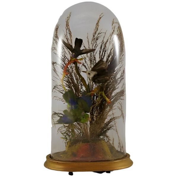 French Antique Victorian Glass Dome Displaying Taxidermy Birds